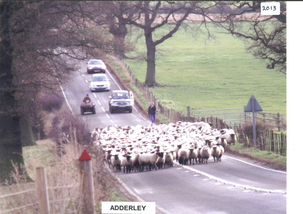 Sheep on road