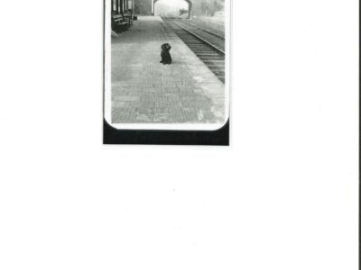 Dog at Adderley Railway Station